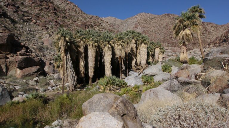 Palm Canyon Trail, Anza-Borrego Desert State Park in California, USA
