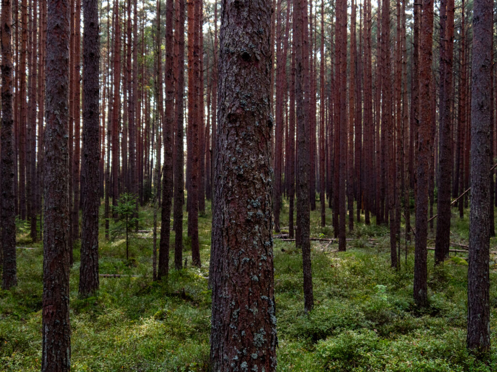 Der Wald am Trailstart des Kemeri-Hochmoorpfades