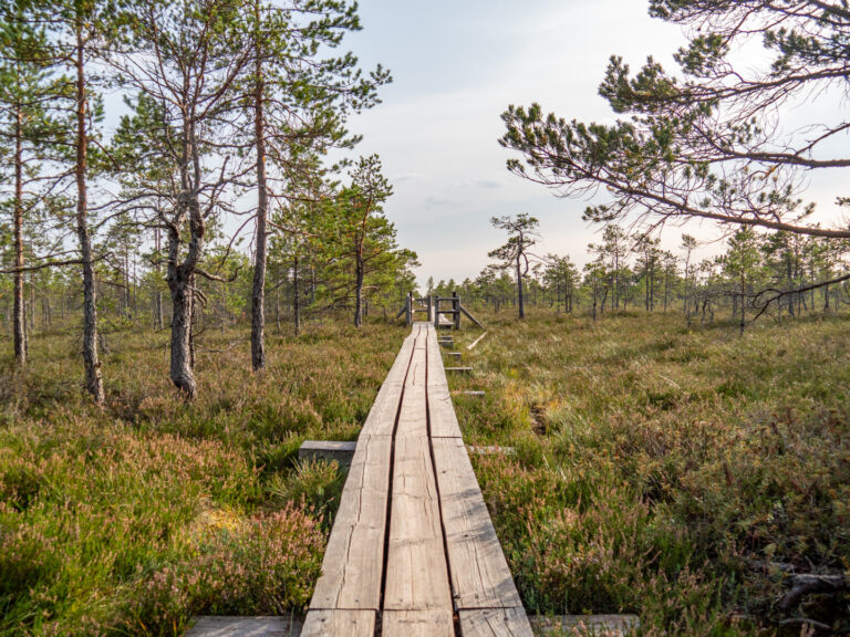 Der Bohlenweg durch Kemeri-Hochmoor