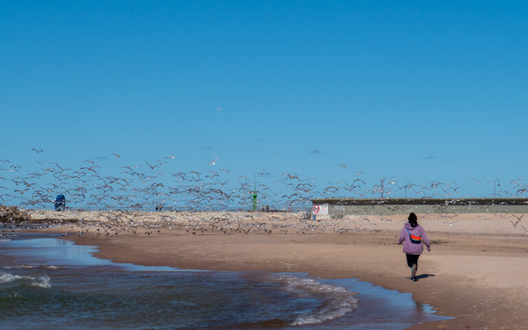 Strand und Vögel