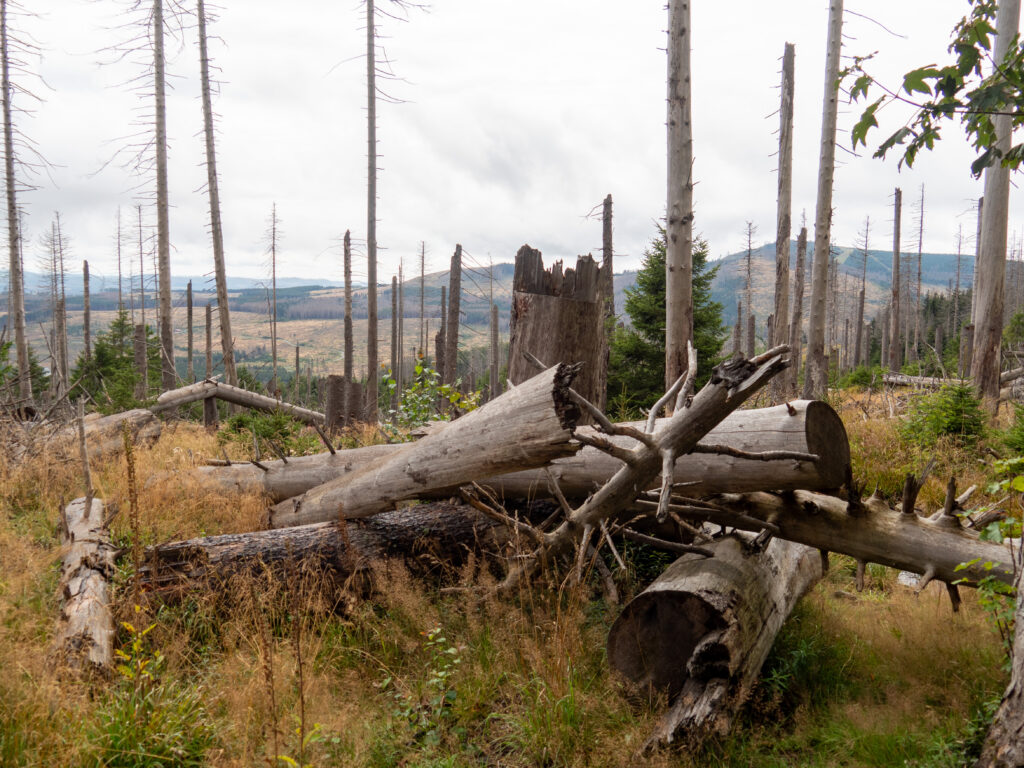 Tote Bäume im Harz