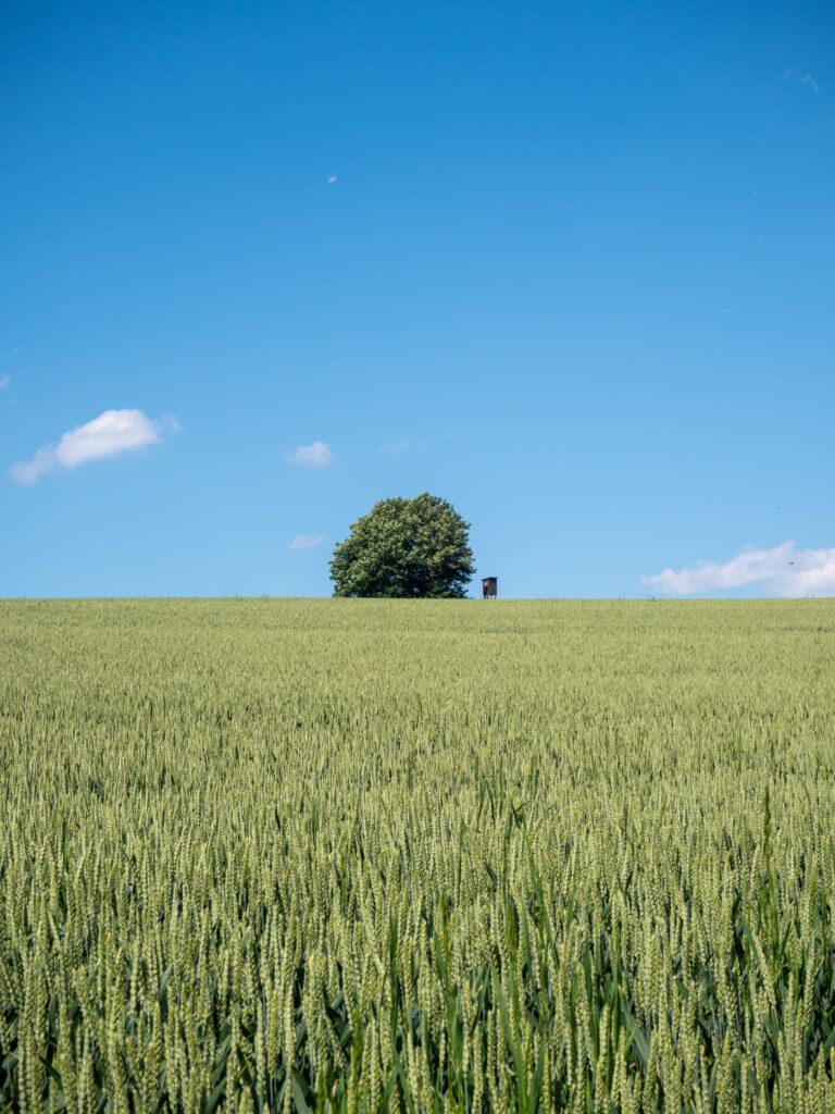 Feld in der Nähe von Walkenried