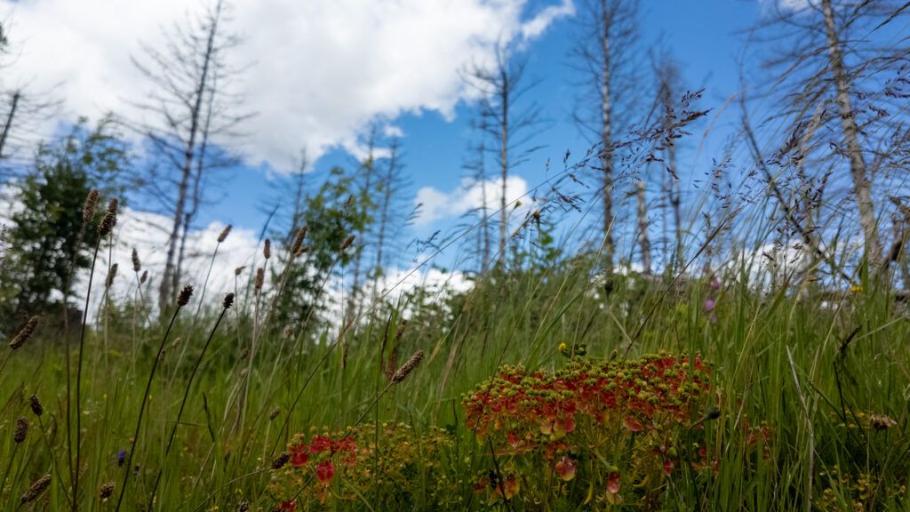 Blumenwiese