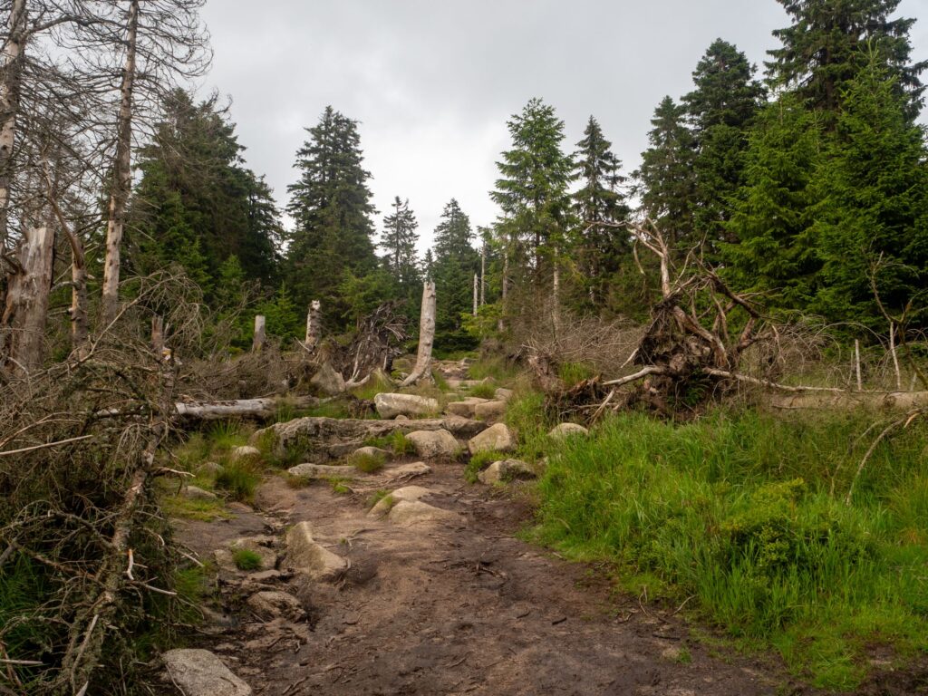 Auf dem Eckerlochstieg
