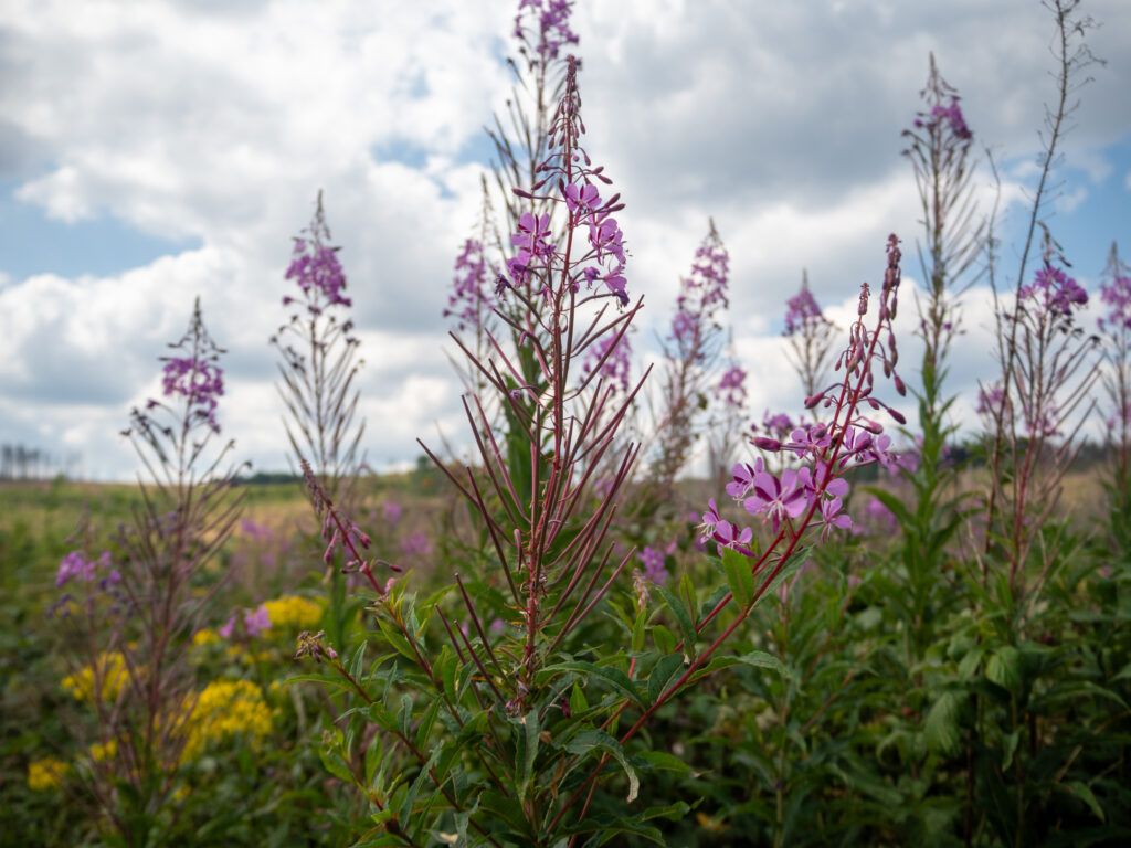 Blumen