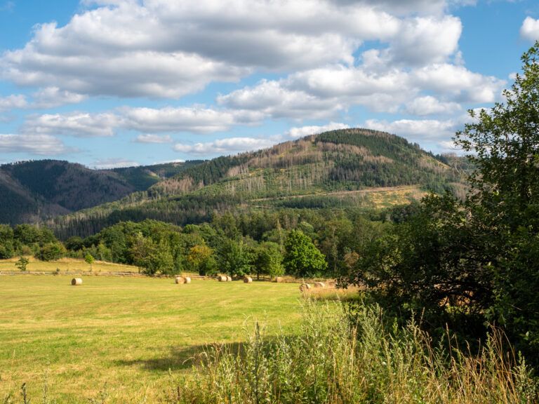 Wiese am Steinberg