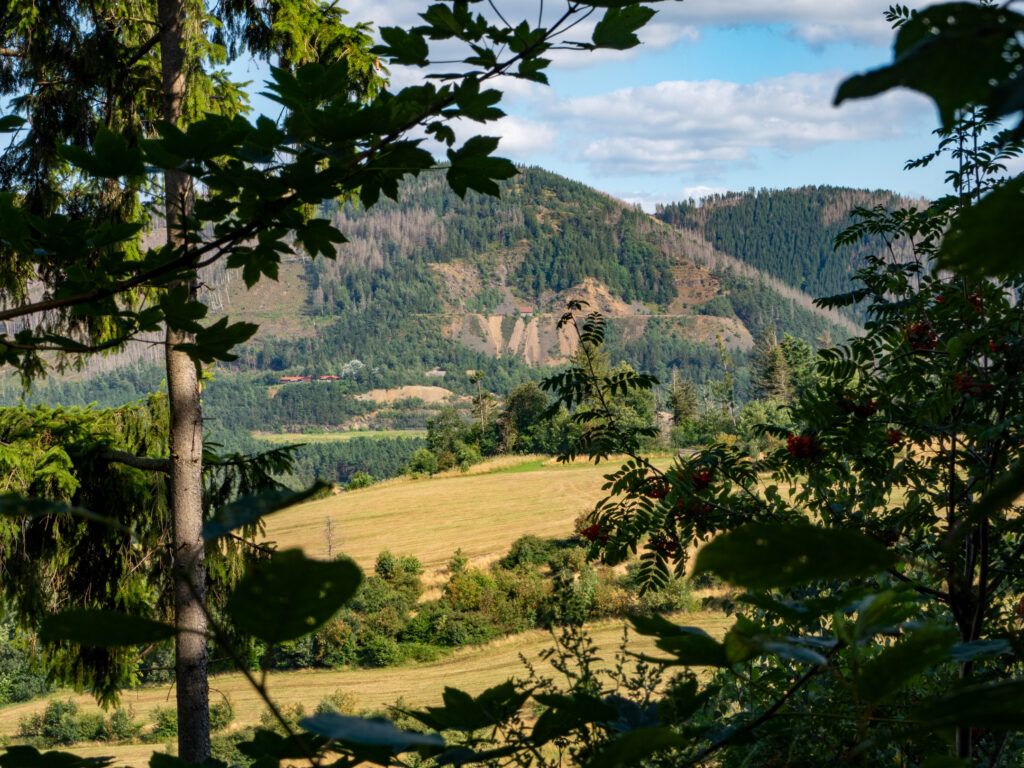 Wiese am Steinberg