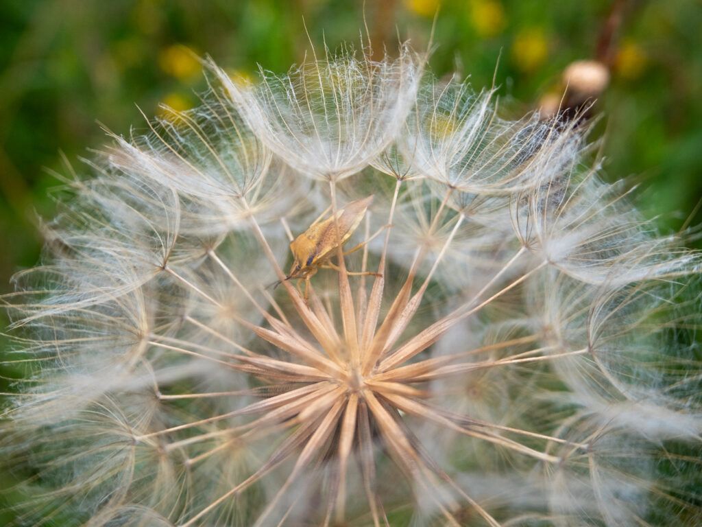 Pusteblumenbewohner