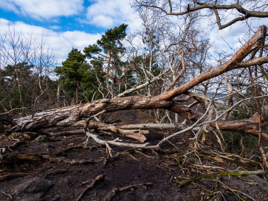 Teufelsmauer Kammweg