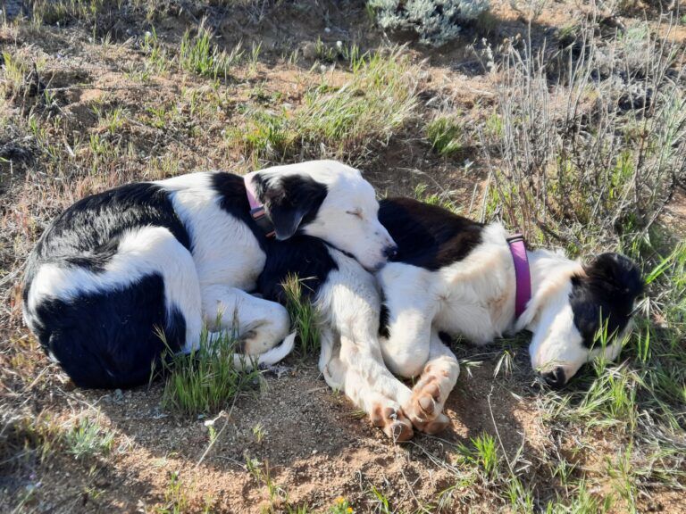 Unser Section Hike auf dem Pacific Crest Trail: Etappe 9 – Vom Hundesitter ins Krankenbett