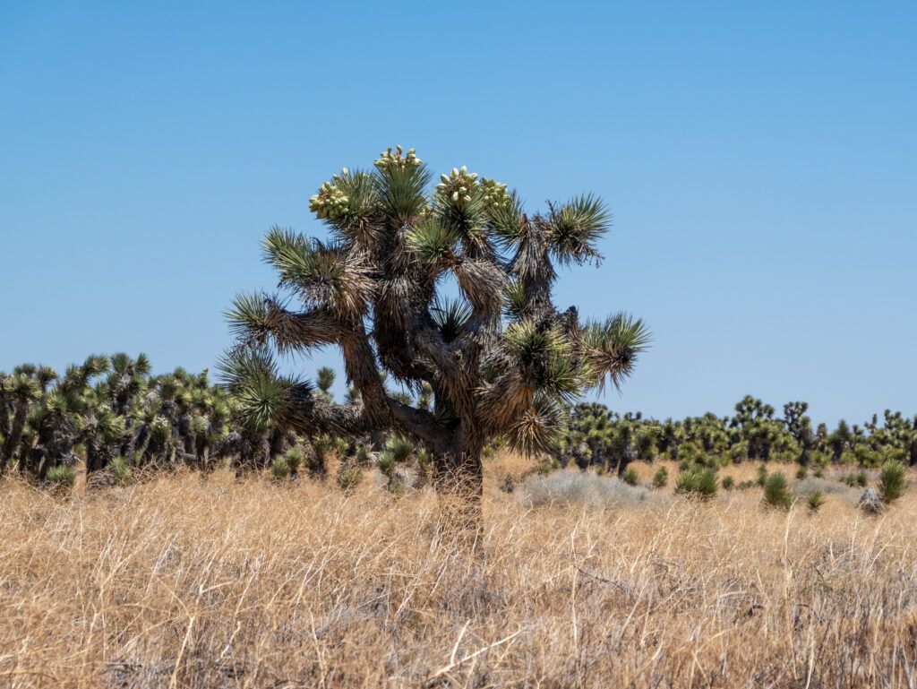 PCT Los Angeles Aquädukt